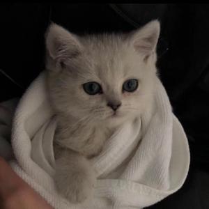 欧 美 性 x X x 精 品
